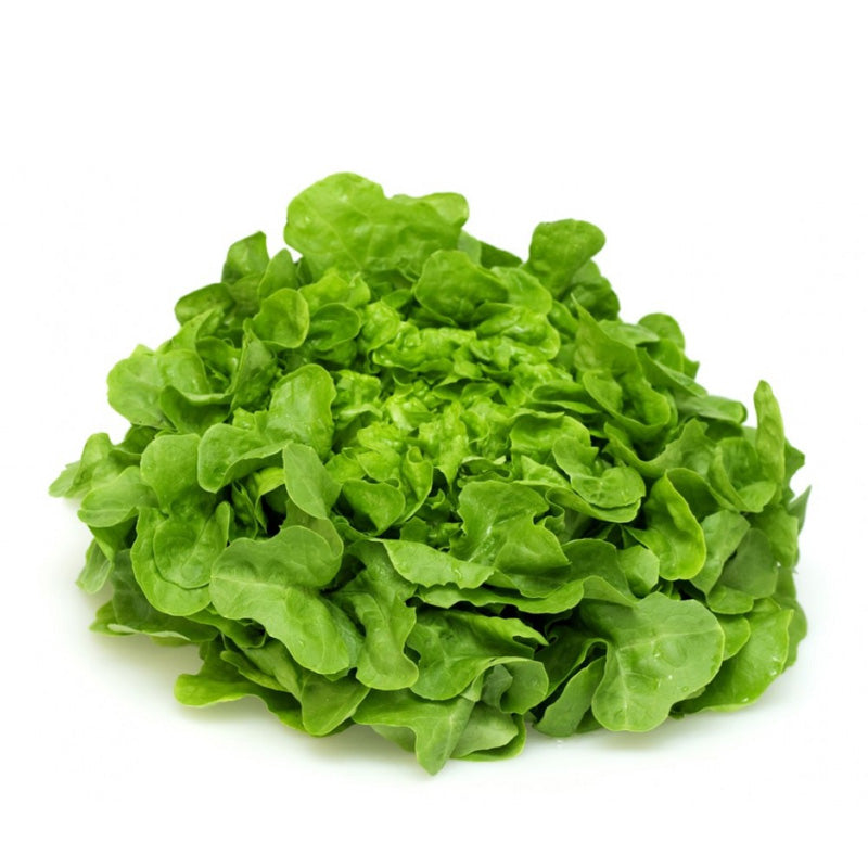 Sałata dębowa zielona 1szt