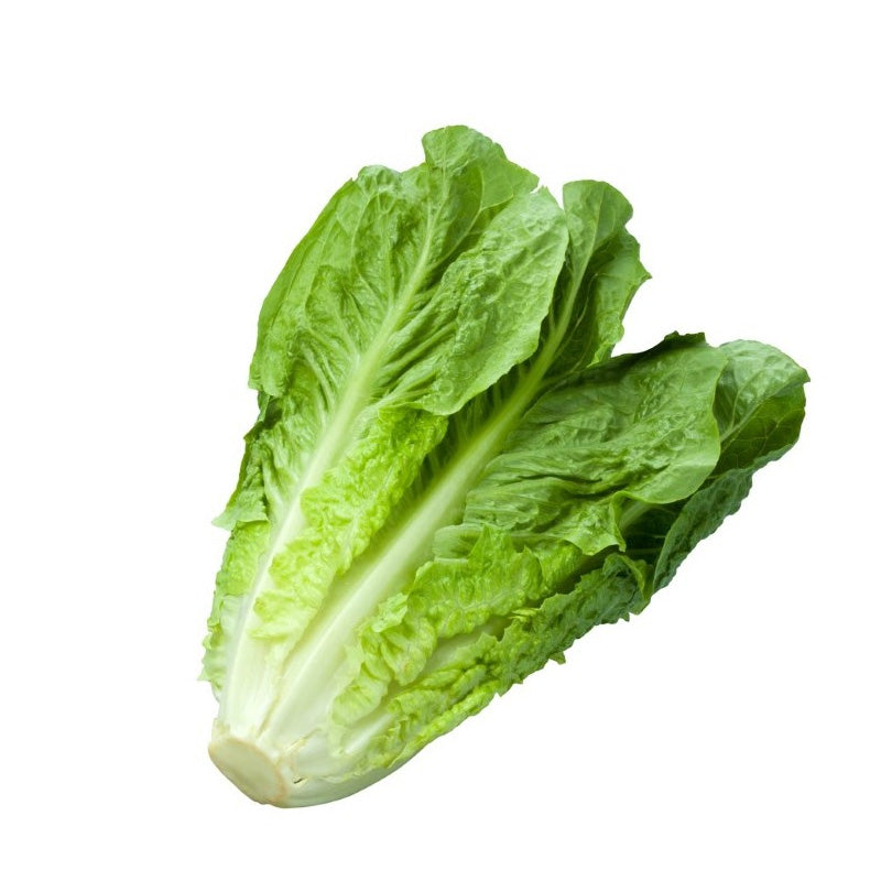 Sałata rzymska duża 1szt