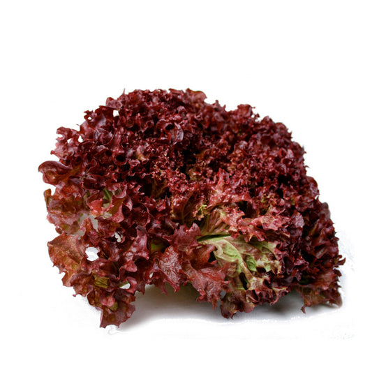 Sałata Strzęp Czerwony 1szt