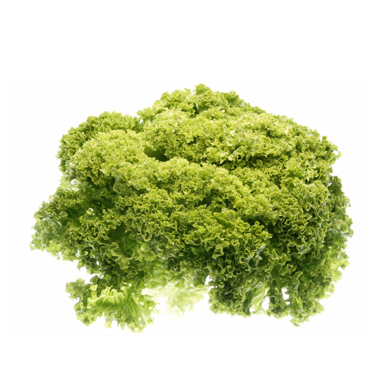 Sałata Strzęp Zielony 1szt